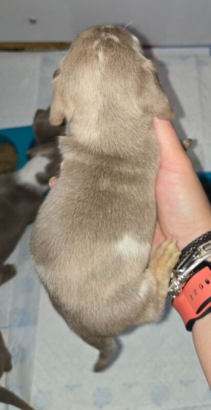 Dachshund puppies for sale in Spalding, Lincolnshire – 8 weeks old - Image 4 of 13