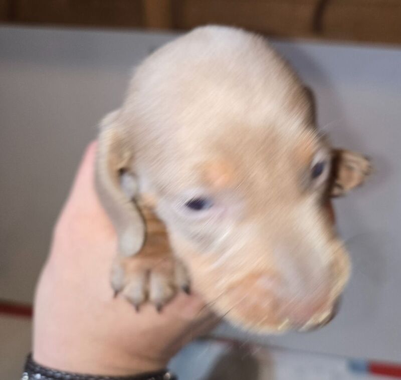 Dachshund puppies for sale in Spalding, Lincolnshire – 8 weeks old - Image 5 of 13