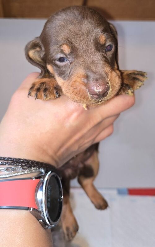 Dachshund puppies for sale in Spalding, Lincolnshire – 8 weeks old - Image 6 of 13