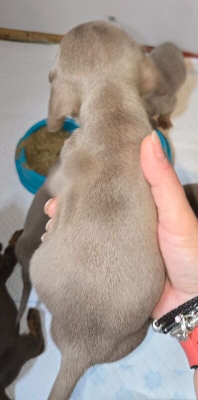 Dachshund puppies for sale in Spalding, Lincolnshire – 8 weeks old - Image 7 of 13