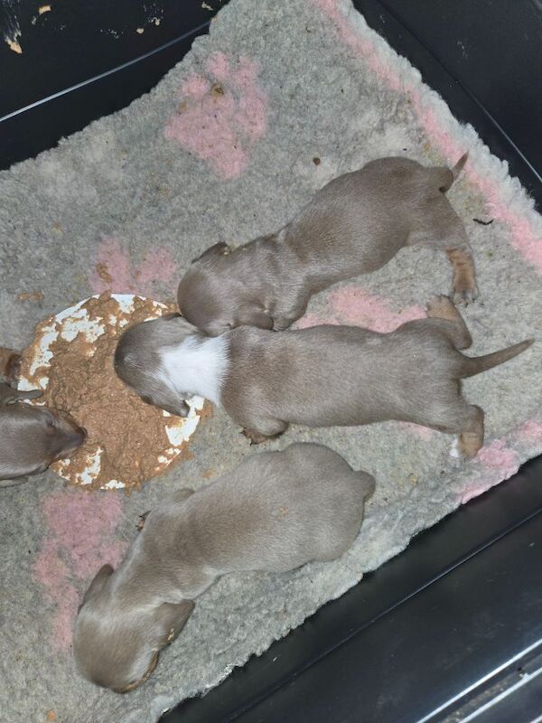 Dachshund puppies for sale in Spalding, Lincolnshire – 8 weeks old - Image 11 of 13