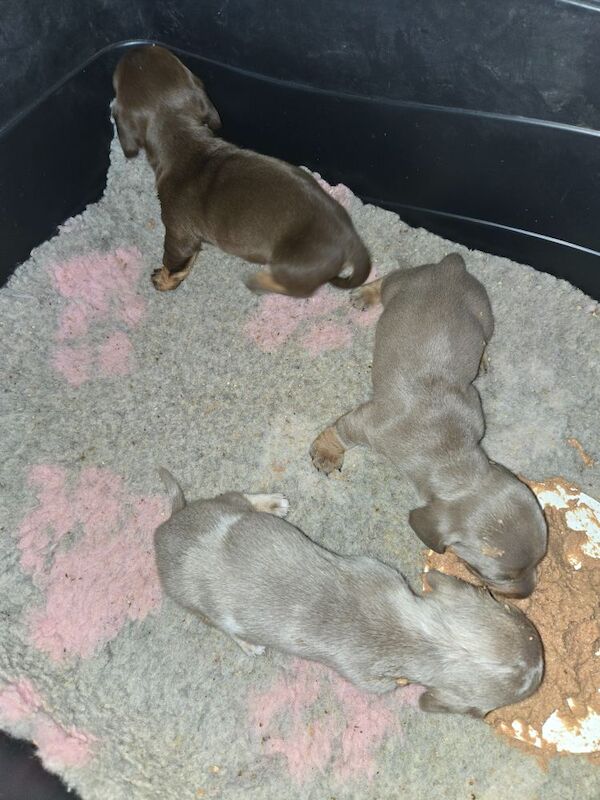 Dachshund puppies for sale in Spalding, Lincolnshire – 8 weeks old - Image 12 of 13