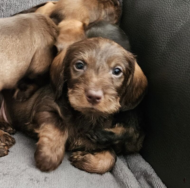 Stunning KC Registered Dachshund Puppies for sale in Stockport, Greater Manchester