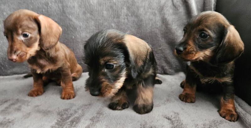 Stunning KC Registered Dachshund Puppies for sale in Stockport, Greater Manchester | Image 2