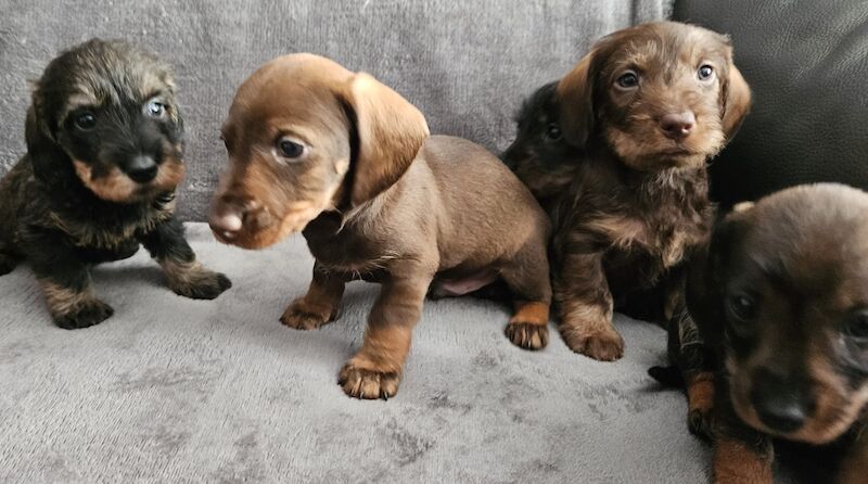 Stunning KC Registered Dachshund Puppies for sale in Stockport, Greater Manchester | Image 3
