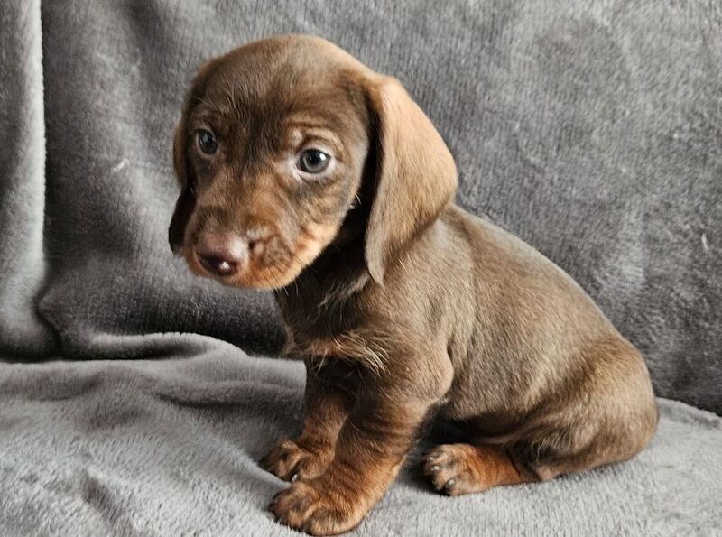 Stunning KC Registered Dachshund Puppies for sale in Stockport, Greater Manchester | Image 4