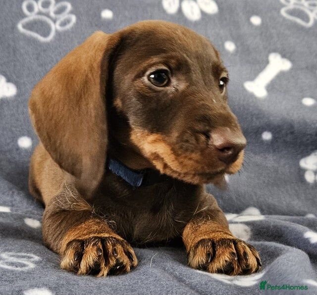 Dachshund puppies for sale in Stockport, Greater Manchester – KC registered, 11 weeks old