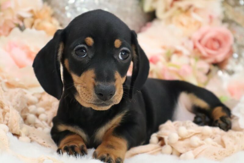 Stunning K.C Registered Miniature Dachshund Puppies for sale in Wisbech, Cambridgeshire | Image 2