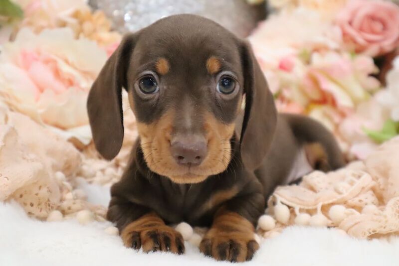Stunning K.C Registered Miniature Dachshund Puppies for sale in Wisbech, Cambridgeshire | Image 4