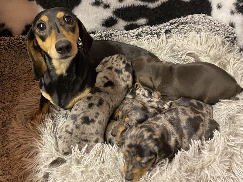 STUNNING KCreg SMOOTH COAT PUPPIES for sale in Cambridgeshire 