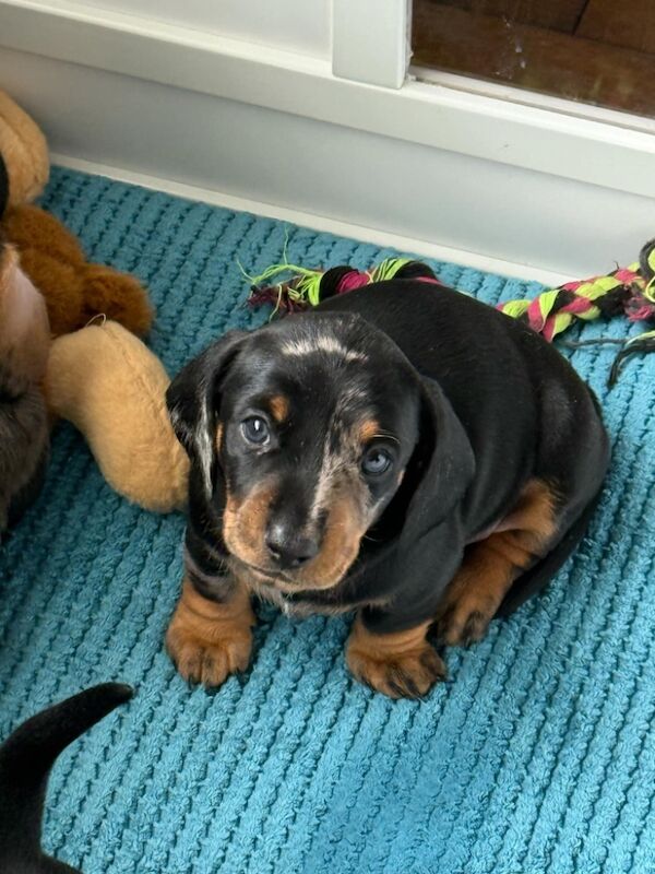 Stunning litter of smooth haired miniature dachshund puppies b&t and dapple for sale in Poole, Dorset