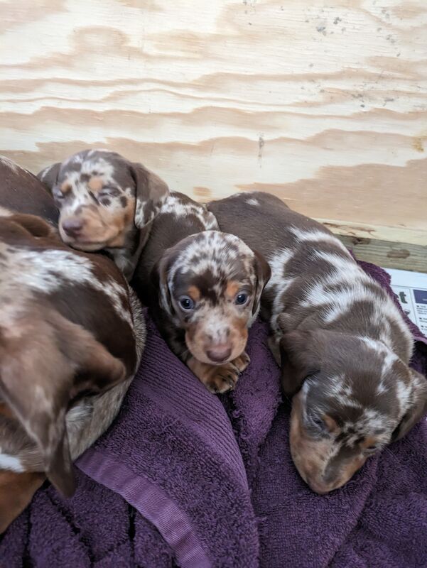 Dachshund puppies for sale in Sudbury, Suffolk – 1 year old
