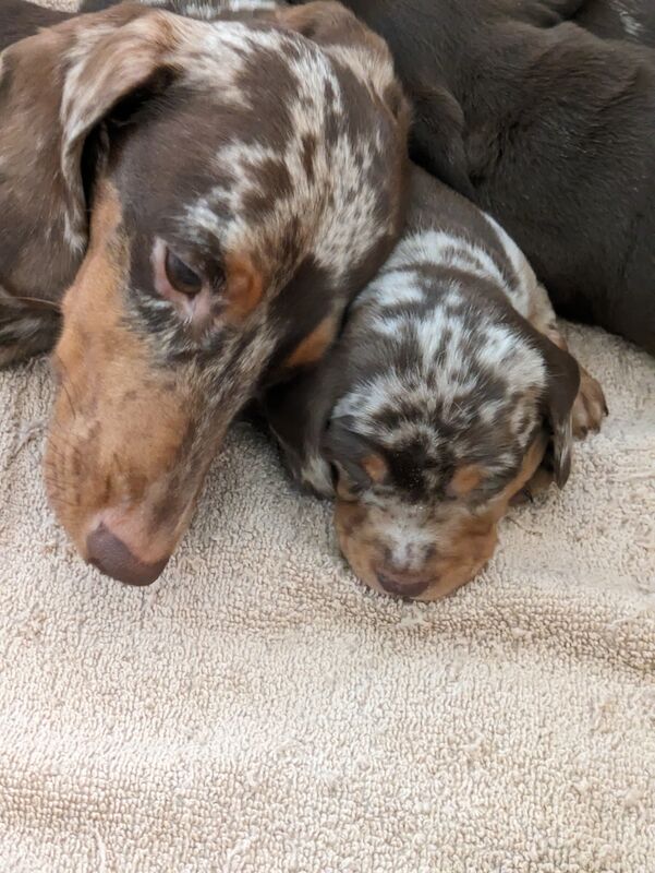 Dachshund puppies for sale in Sudbury, Suffolk – 1 year old - Image 2 of 8