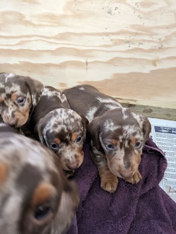 stunning mini dachshund for sale in Sudbury, Suffolk | Image 3