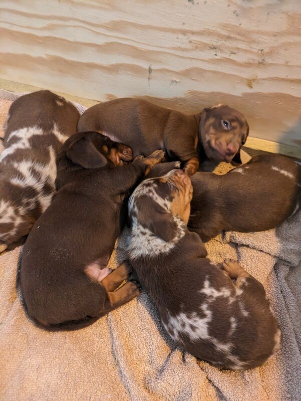 stunning mini dachshund for sale in Sudbury, Suffolk | Image 4