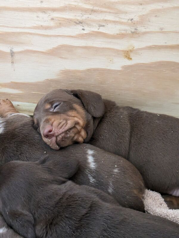 Dachshund puppies for sale in Sudbury, Suffolk – 1 year old - Image 5 of 8