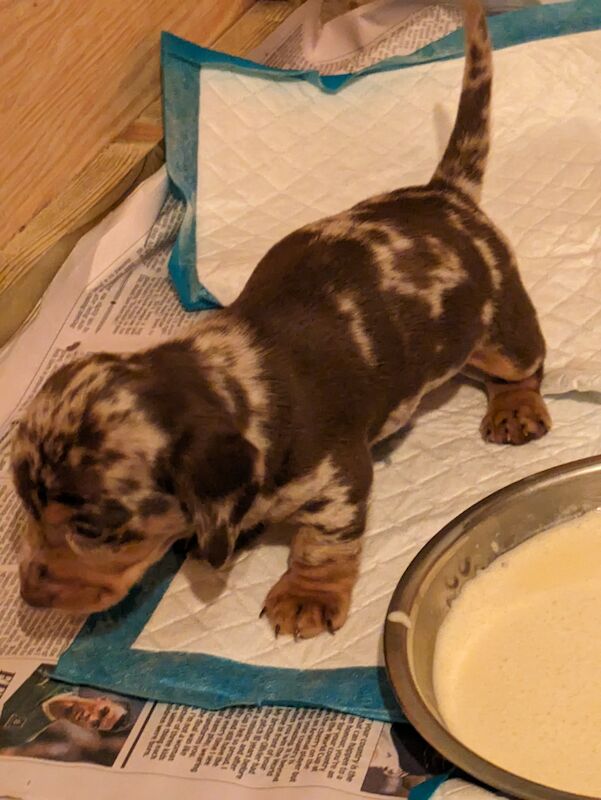 Dachshund puppies for sale in Sudbury, Suffolk – 1 year old - Image 7 of 8