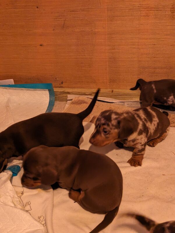 Dachshund puppies for sale in Sudbury, Suffolk – 1 year old - Image 8 of 8