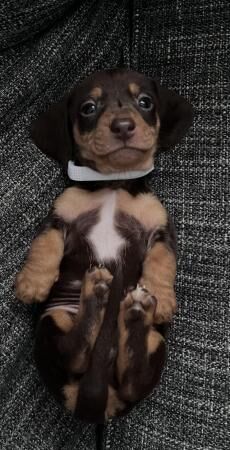 Stunning mini dachshunds for sale in Sheffield, South Yorkshire