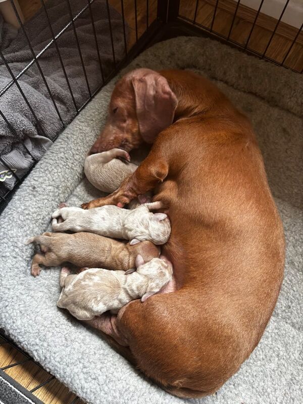 Stunning miniature dachshund puppies for sale in Kidderminster, Worcestershire