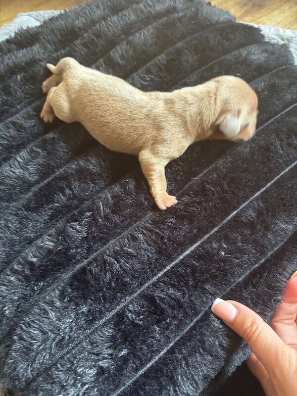 Stunning miniature dachshund puppies for sale in Kidderminster, Worcestershire | Image 3