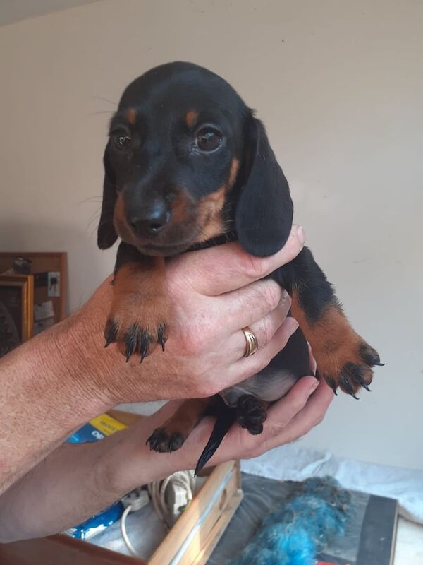 Dachshund puppies for sale in Poole, Dorset – 9 weeks old