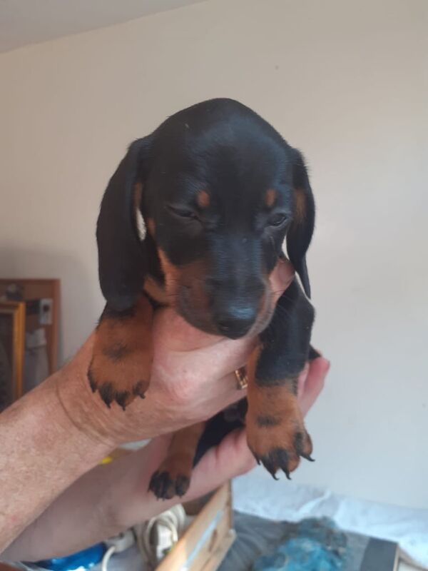 Dachshund puppies for sale in Poole, Dorset – 9 weeks old - Image 2 of 3