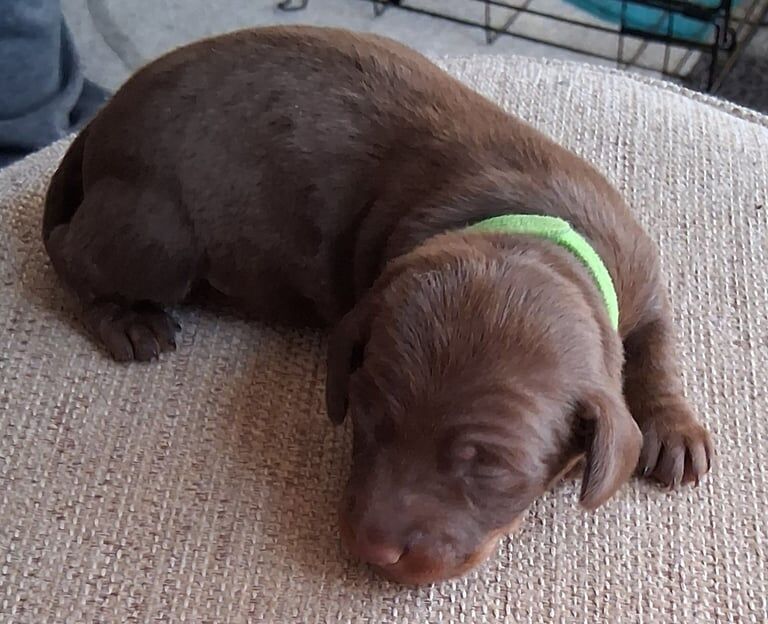 Stunning miniature dachshunds for sale in Ellesmere Port, Cheshire