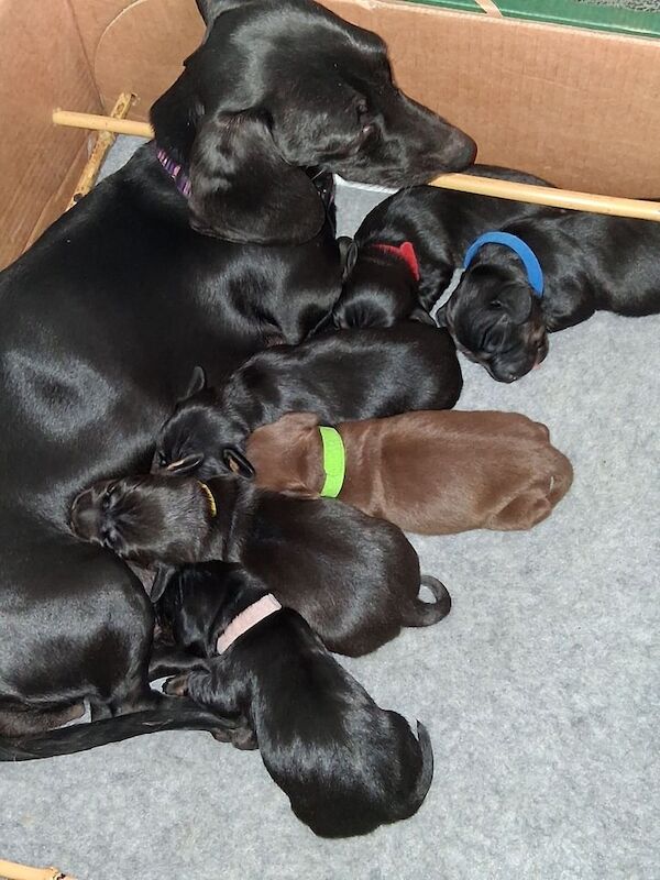 Stunning miniature dachshunds for sale in Ellesmere Port, Cheshire | Image 2