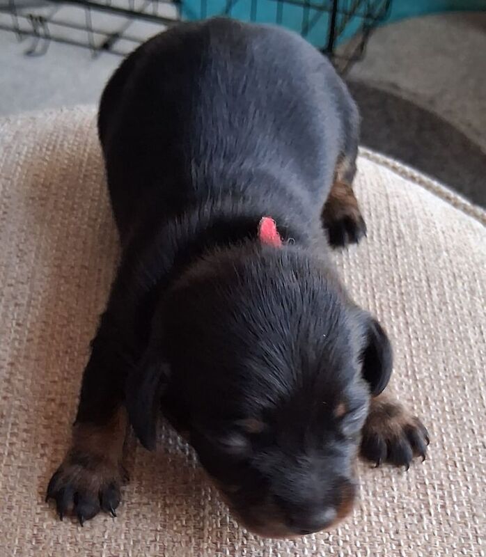 Stunning miniature dachshunds for sale in Ellesmere Port, Cheshire | Image 3