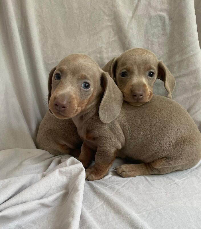 Stunning minture dachshunds for sale in Wolverhampton, West Midlands