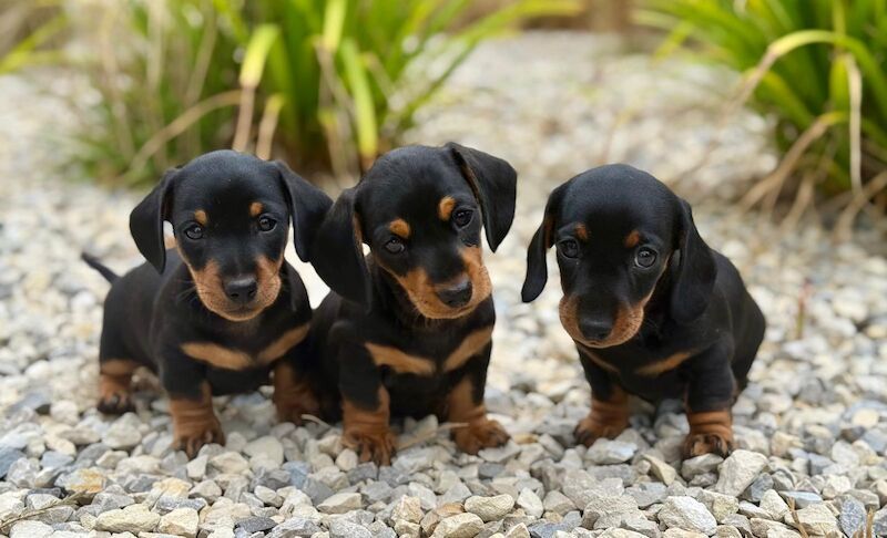 Dachshund puppies for sale in Southampton, Hampshire – KC registered, 9 weeks old - Image 6 of 6