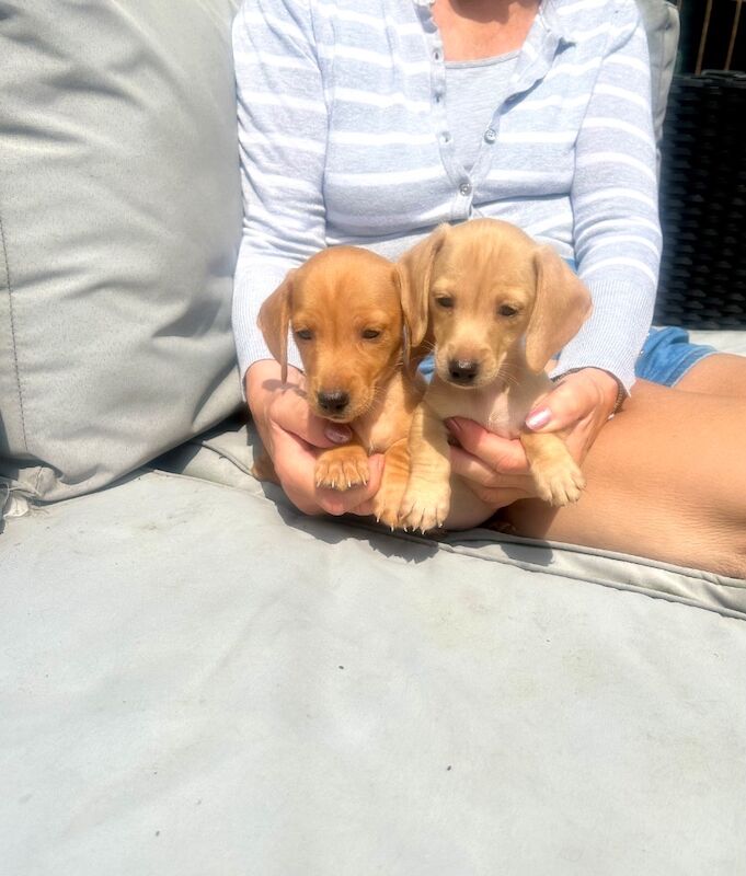 Stunning pra clear miniature dachshunds for sale in Stansted Mountfitchet, Essex