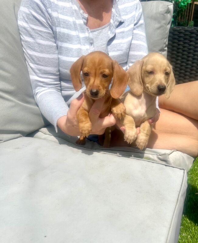Stunning pra clear miniature dachshunds for sale in Stansted Mountfitchet, Essex | Image 4