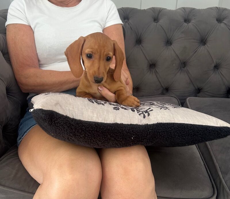 Dachshund puppies for sale in Stansted Mountfitchet, Essex – 10 weeks old