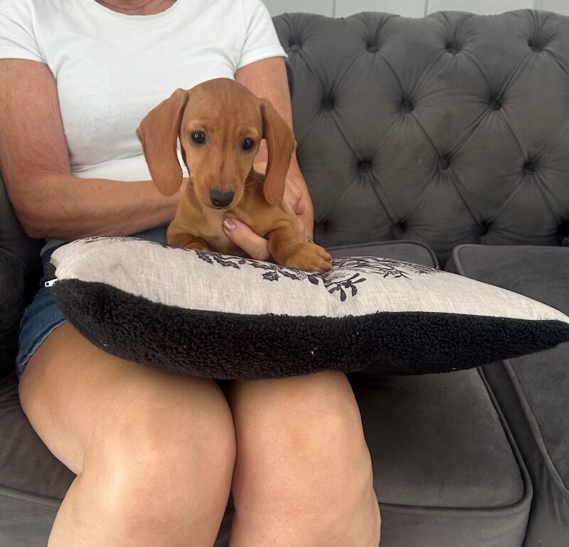 Dachshund puppies for sale in Stansted Mountfitchet, Essex – 10 weeks old - Image 2 of 9