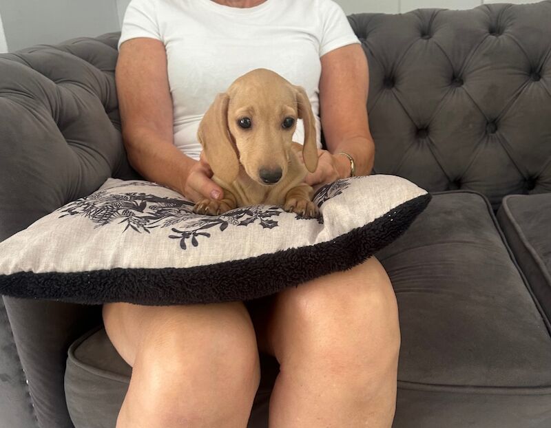 Dachshund puppies for sale in Stansted Mountfitchet, Essex – 10 weeks old - Image 3 of 9