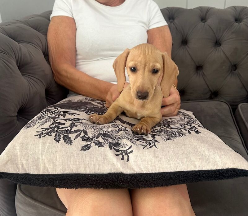 Dachshund puppies for sale in Stansted Mountfitchet, Essex – 10 weeks old - Image 4 of 9