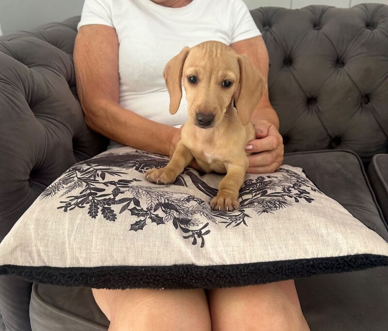 Dachshund puppies for sale in Stansted Mountfitchet, Essex – 10 weeks old - Image 5 of 9