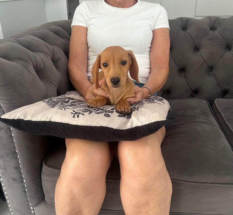 Dachshund puppies for sale in Stansted Mountfitchet, Essex – 10 weeks old - Image 7 of 9