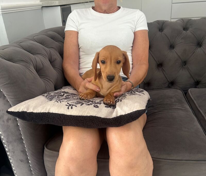 Dachshund puppies for sale in Stansted Mountfitchet, Essex – 10 weeks old - Image 8 of 9