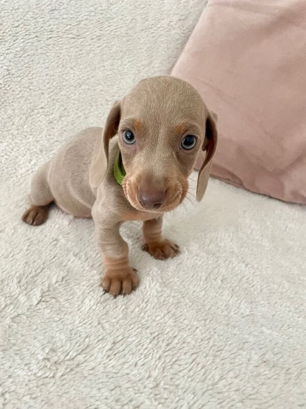 Superb 6th generation KC Miniature Dachshunds for sale in Merthyr Tydfil / Merthyr Tudful, Mid Glamorgan | Image 2