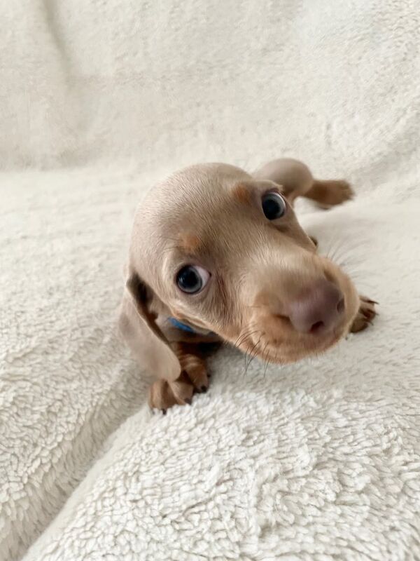 Superb 6th generation KC Miniature Dachshunds for sale in Merthyr Tydfil / Merthyr Tudful, Mid Glamorgan | Image 3
