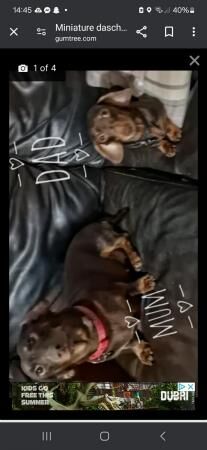 Tan/Brown miniature dachshund puppies for sale in Falfield, Gloucestershire