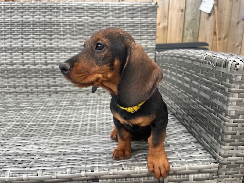 Dachshund puppies for sale in Durham – 12 weeks old