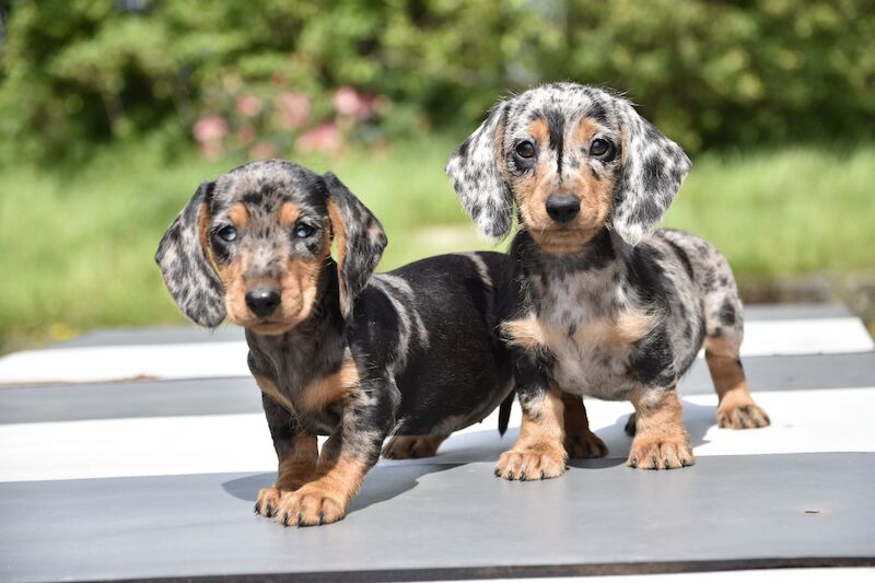 They're ready to leave - Outstanding dachshund litter for sale in Tarleton, Lancashire