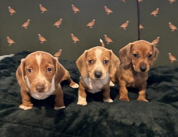 Three beautifuldachshund puppies for sale in Corscombe, Dorset