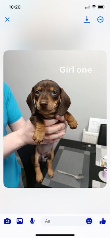 Three mini dashunds for sale 1 boy 2 girls for sale in Leeds, West Yorkshire | Image 2
