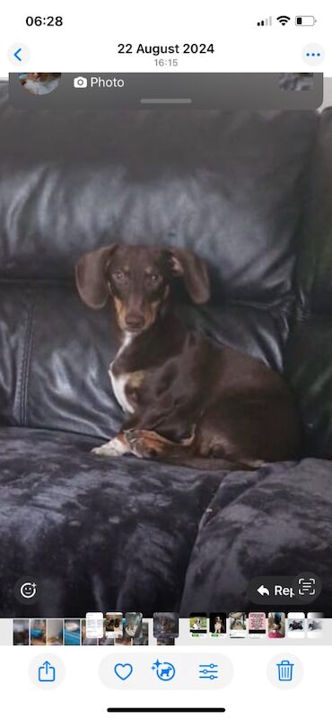 Three mini dashunds for sale2 girls left for sale in Leeds, West Yorkshire | Image 3
