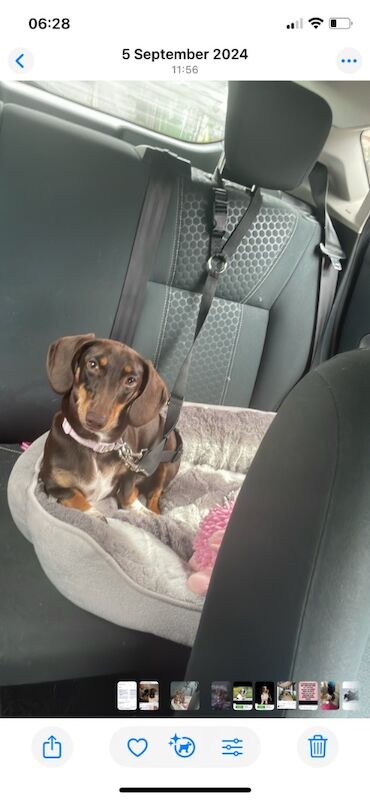 Three mini dashunds for sale2 girls left for sale in Leeds, West Yorkshire | Image 4